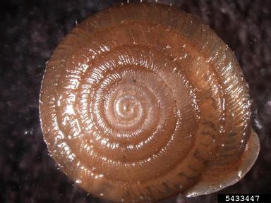 snail, Lindholmiola girva  (Pulmonata: Helicodontidae) - 5433447