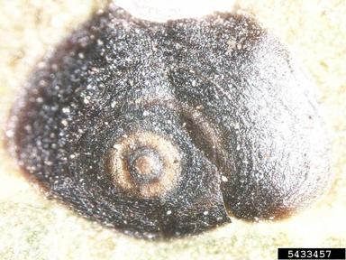 Ross's black scale, Lindingaspis rossi  (Hemiptera: Diaspididae) - 5433457