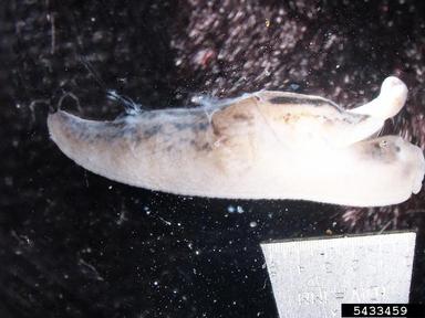 threeband gardenslug, Lehmannia valentiana  (Stylommatophora: Limacidae) - 5433459