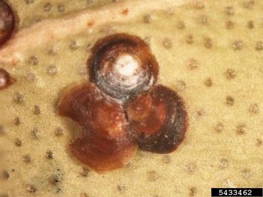 armored scales, Leonardianna spp.  (Hemiptera: Diaspididae) - 5433462
