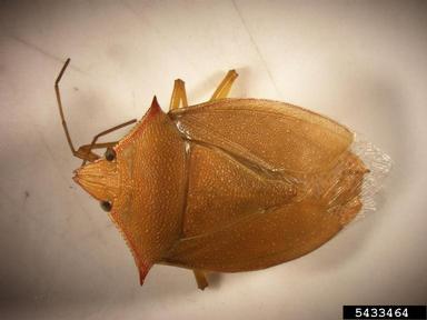 stink bug, Loxa flavicollis  (Hemiptera: Pentatomidae) - 5433464