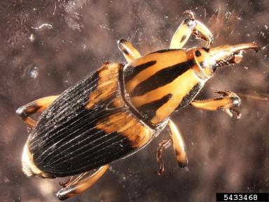 silky cane weevil, Metamasius hemipterus sericeus (Coleoptera: Curculionidae) - 5433468