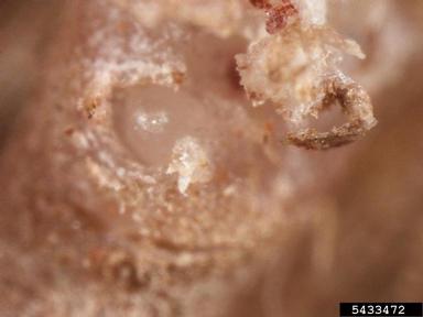 root-knot nematode, Meloidogyne incognita  (Tylenchida: Heteroderidae) - 5433472
