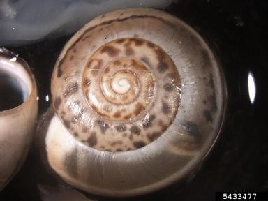 Hygromiid snail, Monacha syriaca  (Stylommatophora: Hygromiidae) - 5433477