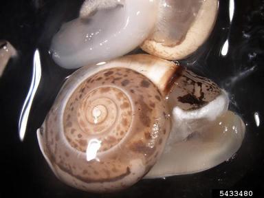 Hygromiid snail, Monacha syriaca  (Stylommatophora: Hygromiidae) - 5433480