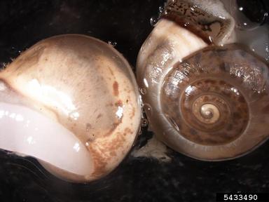 Hygromiid snail, Monacha syriaca  (Stylommatophora: Hygromiidae) - 5433490