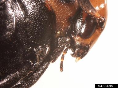 wedge-shaped beetles, Macrosiagon spp.  (Coleoptera: Ripiphoridae) - 5433495