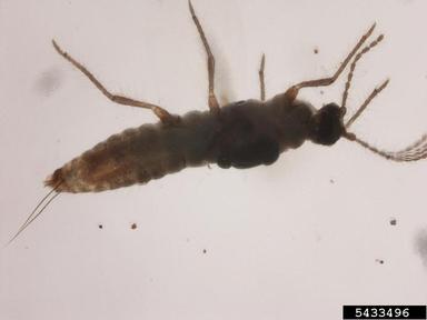 mealybugs,    (Hemiptera: Pseudococcidae) - 5433496