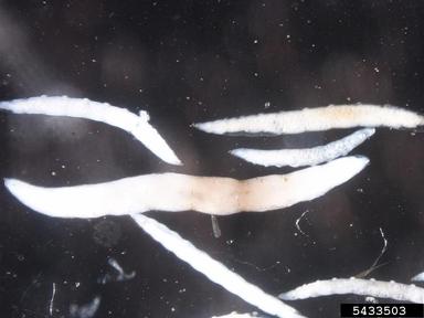 gall midge, Miastor spp.  (Diptera: Cecidomyiidae) - 5433503