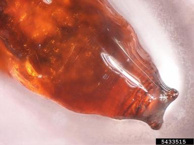 milichiid flies,    (Diptera: Milichiidae) - 5433515
