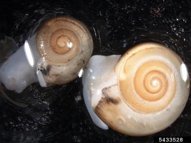snails, Monacha spp.  (Stylommatophora: Hygromiidae) - 5433528