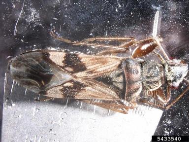true bug, Neopamera bilobata  (Hemiptera: Rhyparochromidae) - 5433540