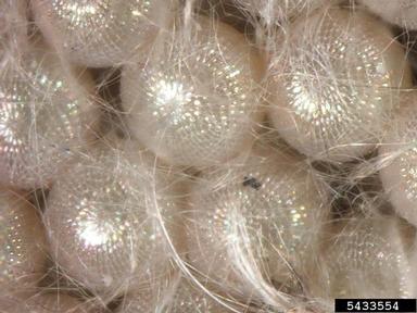 cutworms, loopers, owlet moths, and underwings,    (Lepidoptera: Noctuidae) - 5433554