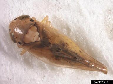 leafhopper, Ollarianus armus  (Hemiptera: Cicadellidae) - 5433560