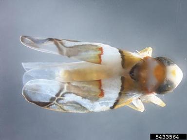 leafhoppers, Omegalebra spp.  (Hemiptera: Cicadellidae) - 5433564
