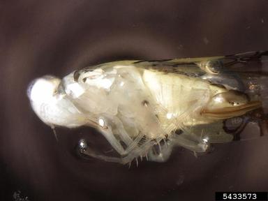 Brasilian leafhopper, Protalebrella brasiliensis  (Hemiptera: Cicadellidae) - 5433573