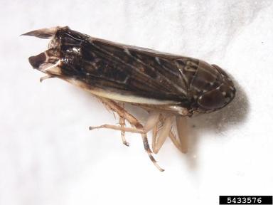 leafhopper, Planicephalus flavicosta  (Hemiptera: Cicadellidae) - 5433576