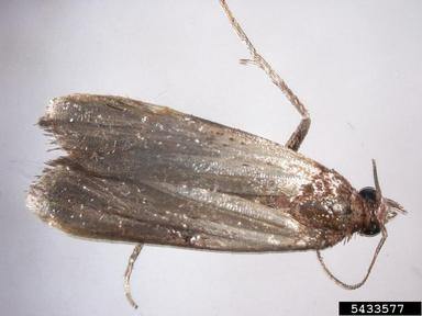 Indianmeal moth, Plodia interpunctella  (Lepidoptera: Pyralidae) - 5433577