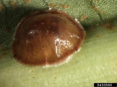 black scale, Parasaissetia nigra  (Hemiptera: Coccidae) - 5433580