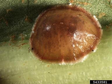 black scale, Parasaissetia nigra  (Hemiptera: Coccidae) - 5433581
