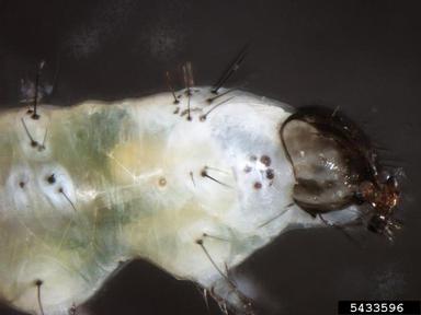 diamondback moth, Plutella xylostella  (Lepidoptera: Plutellidae) - 5433596