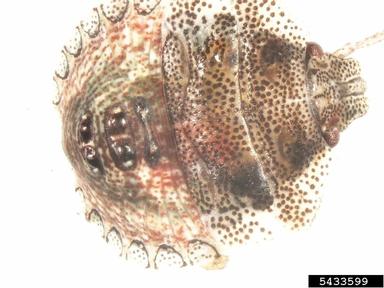 stink bugs,    (Hemiptera: Pentatomidae) - 5433599