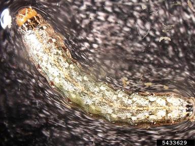 armyworm, Spodoptera albula  (Lepidoptera: Noctuidae) - 5433629