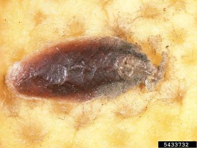 arrowhead scale, Unaspis yanonensis  (Hemiptera: Diaspididae) - 5433732