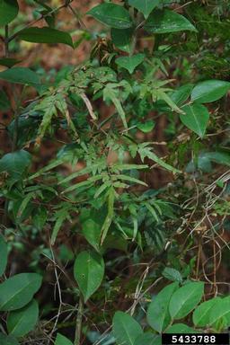 Japanese climbing fern, Lygodium japonicum  (Polypodiales: Lygodiaceae) - 5433788