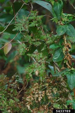 Japanese climbing fern, Lygodium japonicum  (Polypodiales: Lygodiaceae) - 5433789