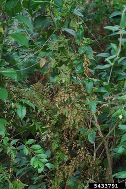 Japanese climbing fern, Lygodium japonicum  (Polypodiales: Lygodiaceae) - 5433791