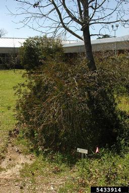 crimson bottlebrush, Callistemon citrinus  (Myrtales: Myrtaceae) - 5433914
