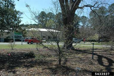 flowering dogwood, Cornus florida  (Cornales: Cornaceae) - 5433937