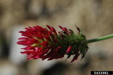 crimson clover, Trifolium incarnatum  (Fabales: Fabaceae (Leguminosae)) - 5433981