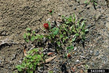 crimson clover, Trifolium incarnatum  (Fabales: Fabaceae (Leguminosae)) - 5433983