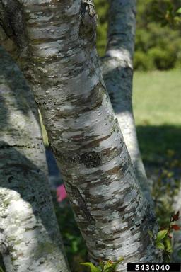 southern waxmyrtle, Morella cerifera  (Myricales: Myricaceae) - 5434040