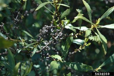 southern waxmyrtle, Morella cerifera  (Myricales: Myricaceae) - 5434059