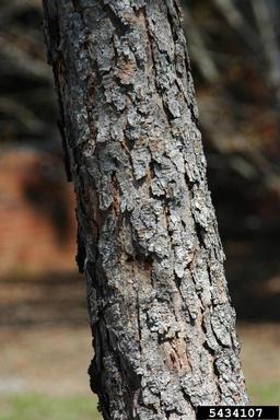 longleaf pine, Pinus palustris  (Pinales: Pinaceae) - 5434107