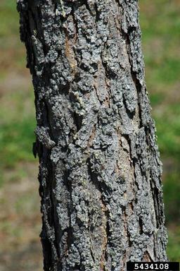 longleaf pine, Pinus palustris  (Pinales: Pinaceae) - 5434108