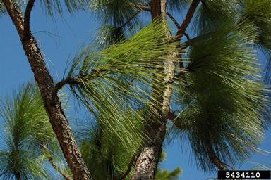 longleaf pine, Pinus palustris  (Pinales: Pinaceae) - 5434110