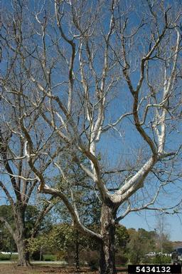 American sycamore, Platanus occidentalis  (Hamamelidales: Platanaceae) - 5434132