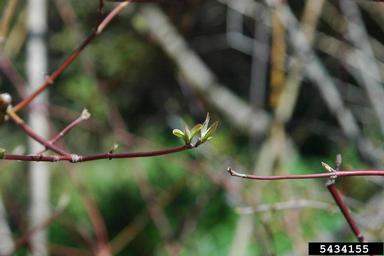 silky dogwood, Cornus amomum  (Cornales: Cornaceae) - 5434155