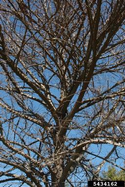 winged elm, Ulmus alata  (Urticales: Ulmaceae) - 5434162
