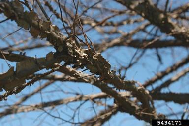winged elm, Ulmus alata  (Urticales: Ulmaceae) - 5434171