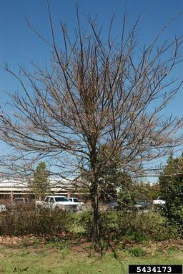 winged elm, Ulmus alata  (Urticales: Ulmaceae) - 5434173