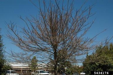 winged elm, Ulmus alata  (Urticales: Ulmaceae) - 5434174