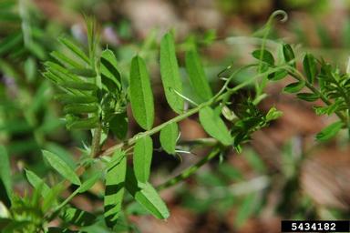 common vetch, Vicia sativa  (Fabales: Fabaceae (Leguminosae)) - 5434182
