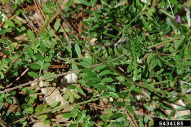 common vetch, Vicia sativa  (Fabales: Fabaceae (Leguminosae)) - 5434185