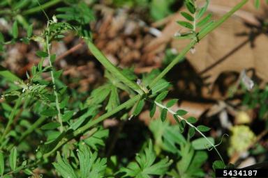 common vetch, Vicia sativa  (Fabales: Fabaceae (Leguminosae)) - 5434187