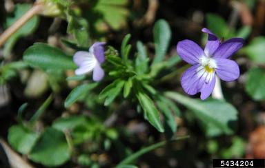 violet, Viola spp.  (Violales: Violaceae) - 5434204